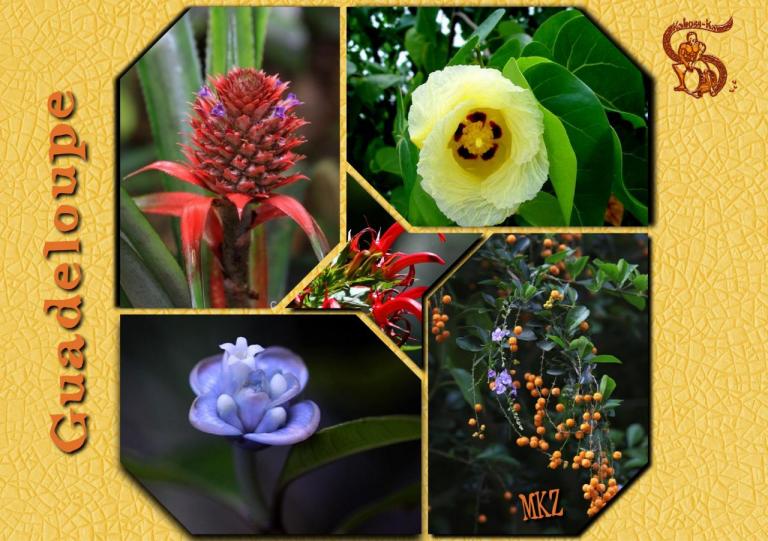 Guadeloupe - Fleurs